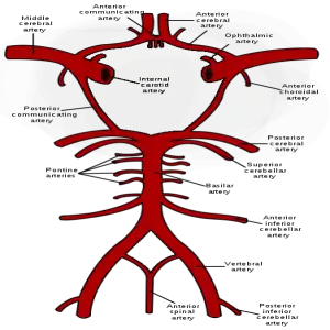 Circle of Willis